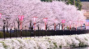 <span class="title">ひとりで立ち寄りたい桜がきれいな広島のお花見スポット6選</span>