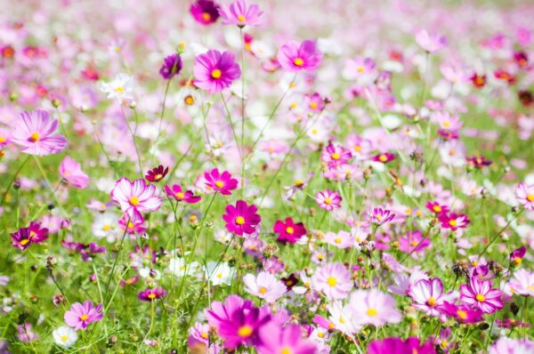 秋のグリンフェア2022広島植物公園の花と緑と音楽の祭典にGO！