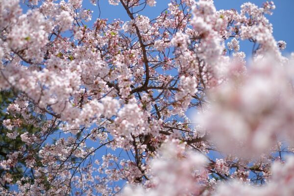 <span class="title">三次は見どころ満載！桜の名所尾関山公園、もののけミュージアムも見逃せない</span>